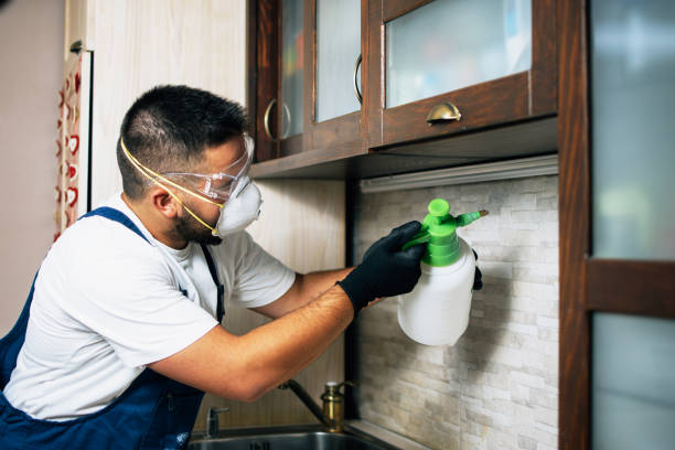 Wasp Removal Services in Hawley, PA