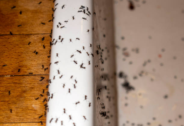 Best Best Pest Control Companies  in Hawley, PA